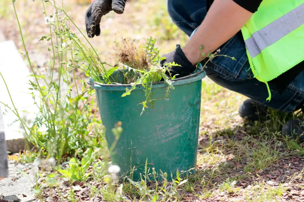 mauvaises herbes
